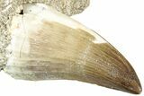 Fossil Mosasaur (Prognathodon) Tooth in Rock - Morocco #311866-1